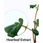 Anua Heartleaf 80% Soothing Ampoule 30ml - Image 4